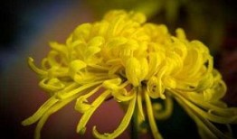 日本菊花在线观看