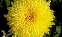 日本菊花在线观看