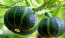 22年网红吃瓜事件,揭秘网络舆论背后的真相