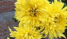 日本菊花在线观看