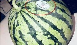 青岛吃瓜网红,青岛网红吃瓜达人带你探秘岛城美食圈