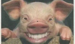 猪哥哥天天爆料视频,揭秘娱乐圈幕后真相