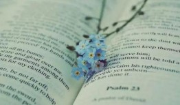 小鬼吃瓜番茄小说免费阅读,番茄小说免费阅读，揭秘神秘瓜田奇遇记