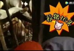 吃瓜三打一视频免费观看,三打一视频带你领略欢乐时光