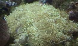 青青珊瑚岛在线观看,在线观看，探寻神秘海岛传奇之旅