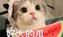 举牌网红吃瓜是谁啊,背后的真相与影响