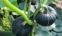 03年吃瓜小网红智淼,从网络红人到时代见证者